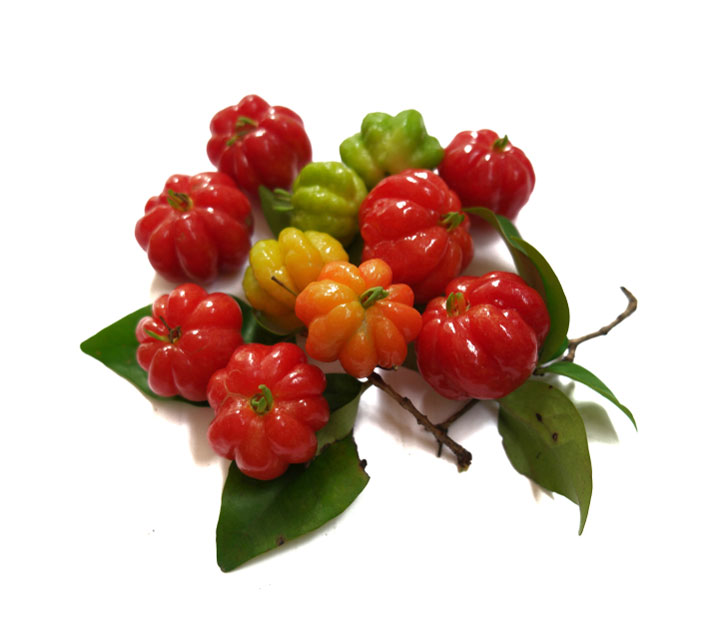 نهال گیلاس سورینام